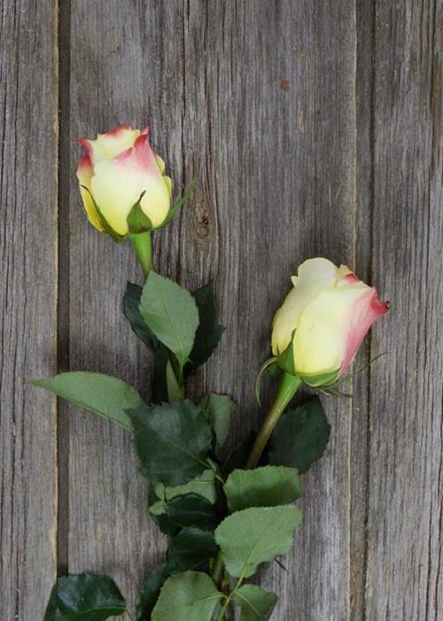 HOT MERENGUE  BICOLOR YELLOW/PINK ROSES